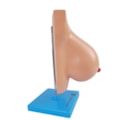 Glândula Mamária em Lactação-b084a17a-8320-4b7b-8027-4e2f590d9f70