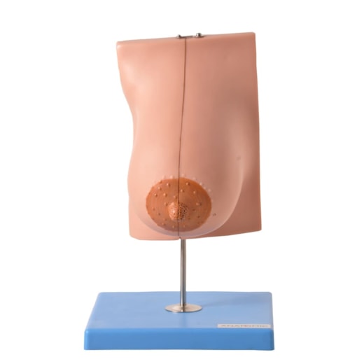 Glândula Mamária em Lactação