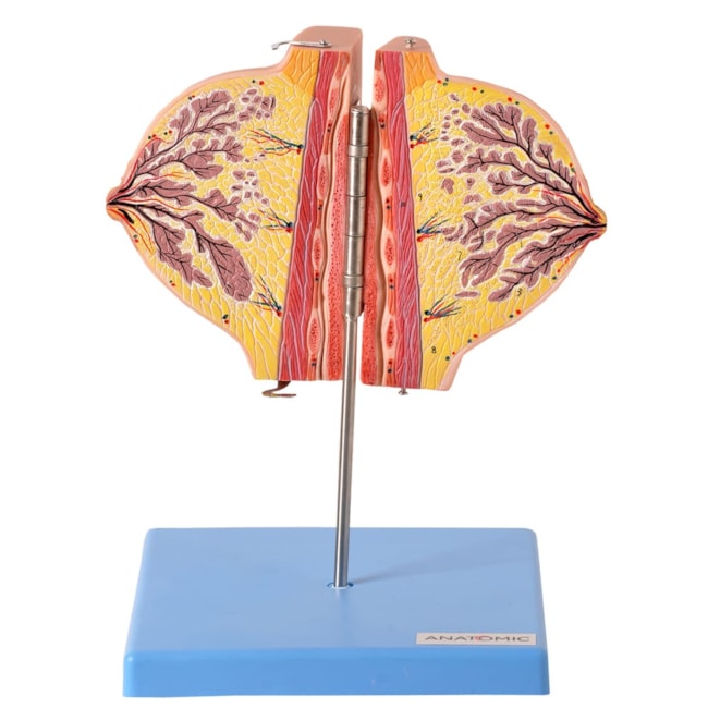 Glândula Mamária no Período de Repouso-ec8b7104-50cc-4810-a45a-e8c2bbd07520