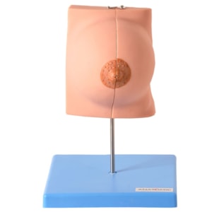 Glândula Mamária no Período de Repouso
