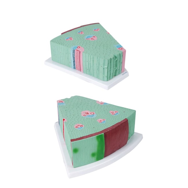 Haste de Monocotiledônea-2f2f45c4-2a6c-48c7-ae99-48d918f283ac