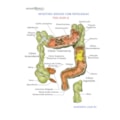 Intestino Grosso com Patologia-b7168083-cb13-4429-abce-2b1663fb7085