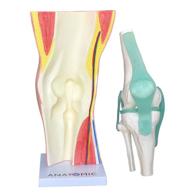 Joelho Funcional com Musculatura 2 Partes-68b93a8f-6483-4b1b-8f82-05ebcbbc366b