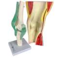 Joelho Funcional com Musculatura 2 Partes-6bb890bc-877c-4f5f-b343-4dc4b0397987
