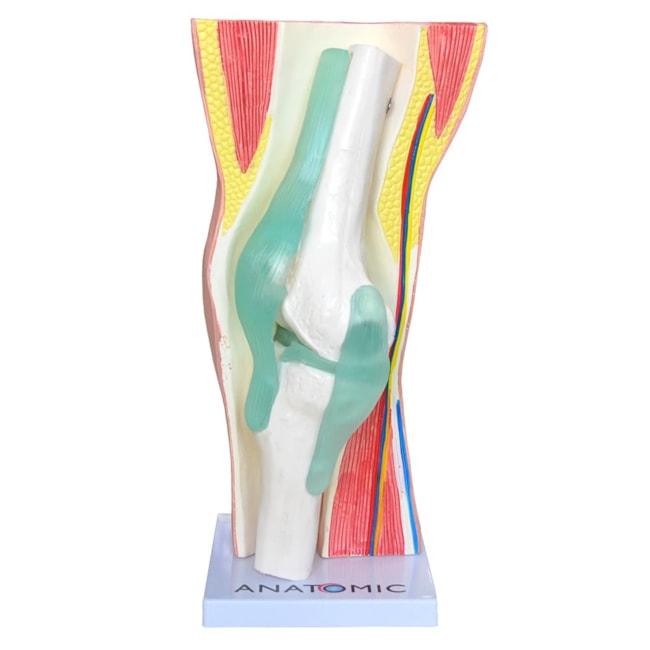 Joelho Funcional com Musculatura 2 Partes-55846493-8322-400d-bf6e-83a7178d0eaa