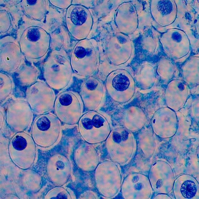 Lâminas Preparadas De Biologia e Genética das Células 30 peças-48a32439-86a6-4f0e-a733-a8f3c2741f0c
