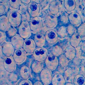 Lâminas Preparadas De Biologia e Genética das Células 30 peças