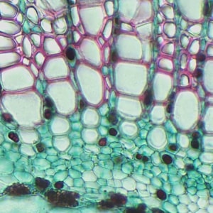 Lâminas Preparadas De Botânica 100 peças