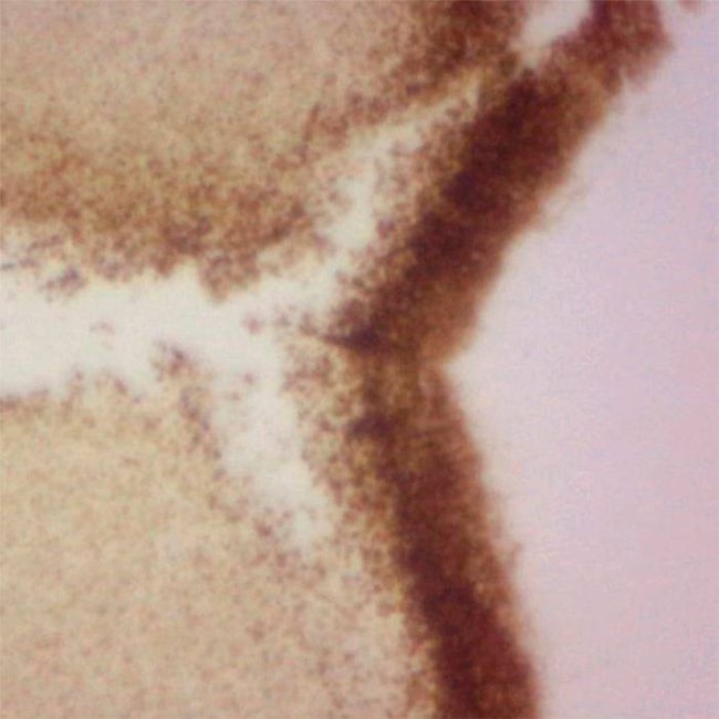 Lâminas Preparadas De Embriologia 30 peças-29f4ca99-cb6c-45bb-bdf2-a7e2f748a18d