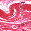 Lâminas Preparadas De Histologia 80 peças-d8febed7-6d80-445e-b2fa-a21e9f0a3009