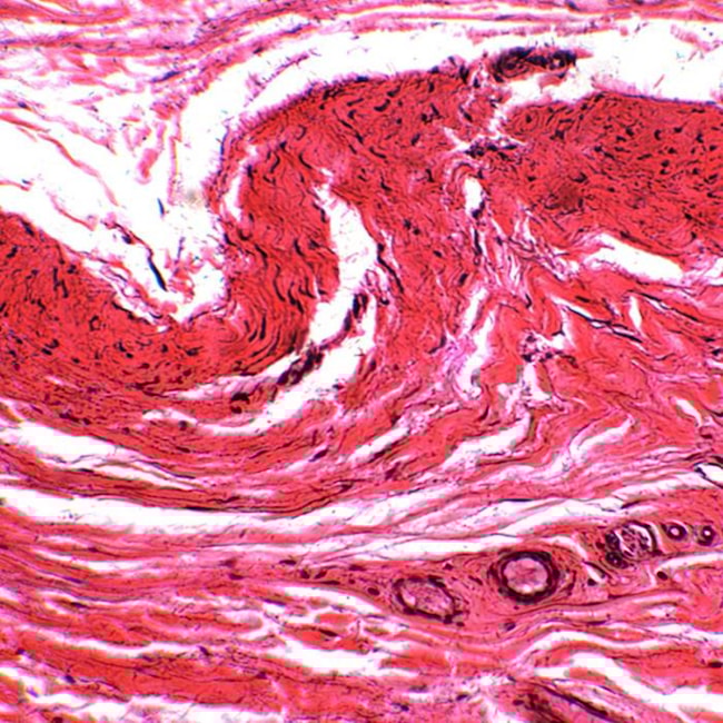 Lâminas Preparadas De Histologia 80 peças-09e3a036-298b-4f5f-8466-7dac595e91ea