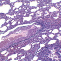 Lâminas Preparadas De Histologia 80 peças-1439331c-201d-4494-af4c-58cf46842be5
