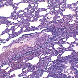 Lâminas Preparadas De Histologia 80 peças