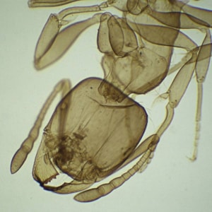 Lâminas Preparadas de Zoologia 100 peças