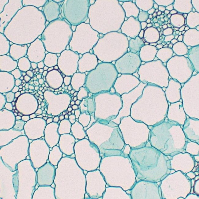Lâminas Preparadas Ensino Fundamental 25 peças-357fce33-22f2-4ee6-bc35-6b682fe27705