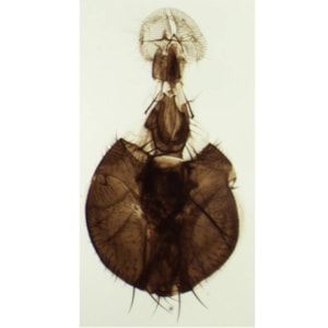 Lâminas Preparadas Ensino Fundamental 25 peças