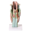 Laringe Ampliada 3 Partes-5e49c1ce-6c9c-4797-b48a-5acbace159c2