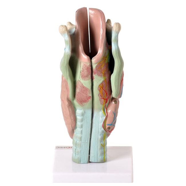 Laringe Ampliada 3 Partes-aef628ad-ad4e-4bc9-9bbb-54a7d3747f53