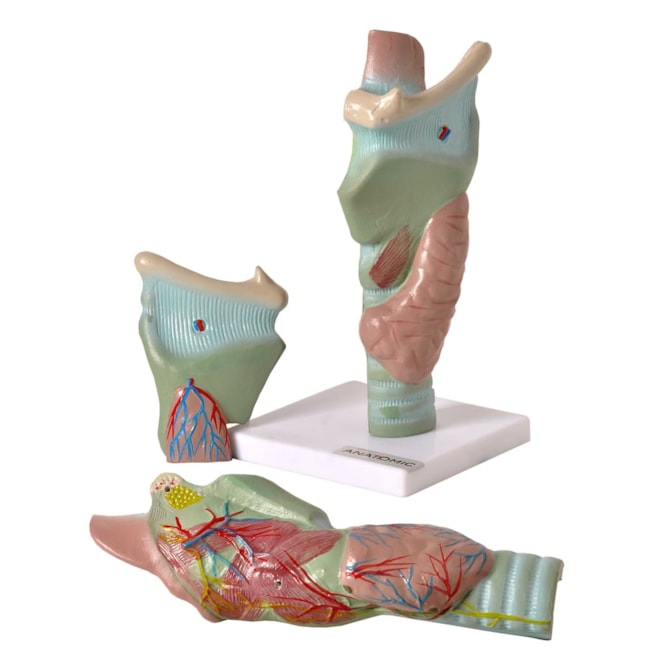 Laringe Ampliada 3 Partes-f9ea1206-f724-4db0-a186-1940fef3e6c1