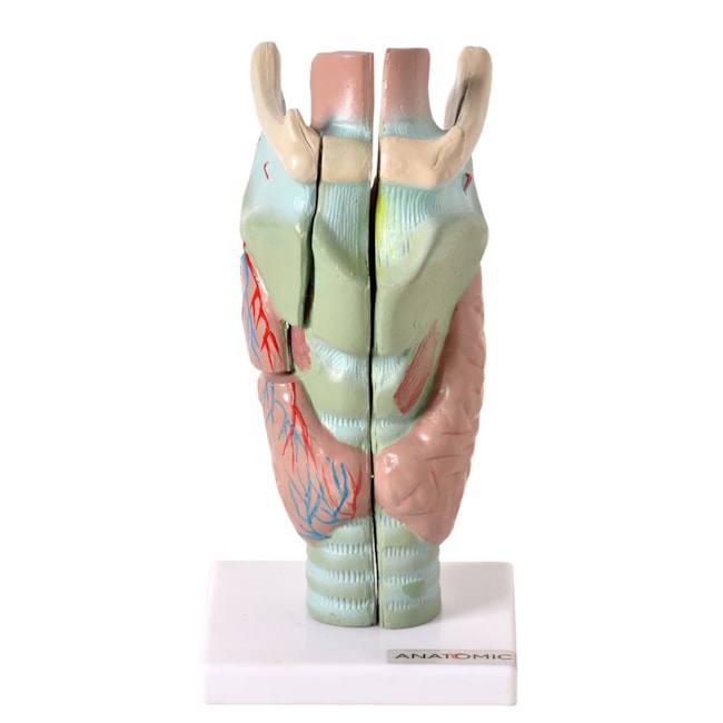 Laringe Ampliada 3 Partes-1c9e1ad9-be0a-49ef-9e47-9a225d1160ce