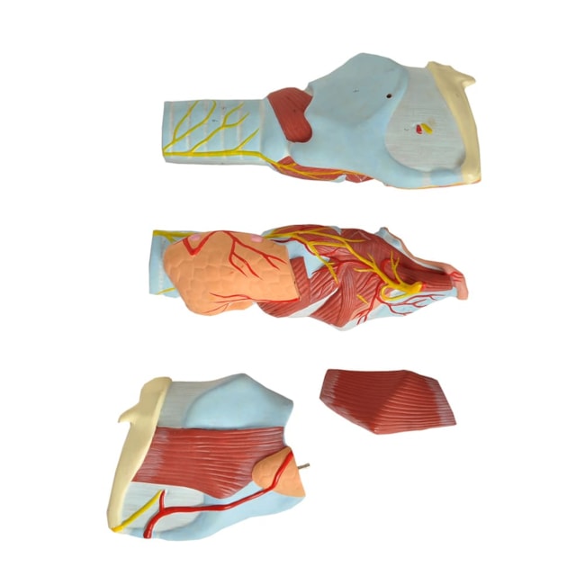 Laringe Ampliada 4 partes-6a97ede7-74dd-4d01-bd62-6f1c397e0897