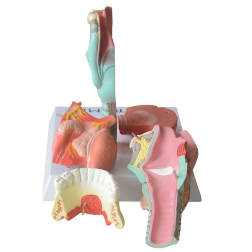 Laringe Com Língua e Dentes 5 Partes