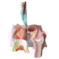 Laringe Com Língua e Dentes 5 Partes-8208325d-7778-422f-b1e9-b5c334254846