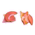 Laringe Com Língua e Dentes 5 Partes-b1c823dd-cbfc-4d35-94f1-ac41093c061e