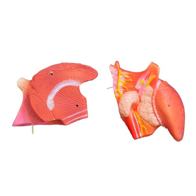 Laringe Com Língua e Dentes 5 Partes-2e9e5ecb-ba5e-46e1-b12b-92ef4c3b4da1