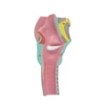 Laringe Com Língua e Dentes 5 Partes-044d374f-e9ea-4555-b474-da765c8ed504