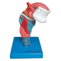 Laringe Com Língua e Dentes 5 Partes-529b5ab5-4bc0-4a6f-aa7f-8a4d3226ce6a