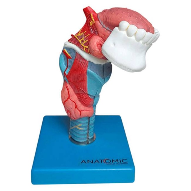 Laringe Com Língua e Dentes 5 Partes-0156903d-889d-40bd-9ae7-6e446321358e