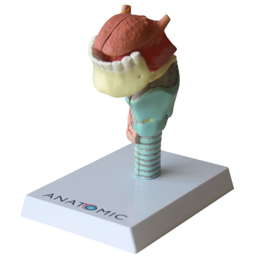 Laringe Com Língua e Dentes 5 Partes