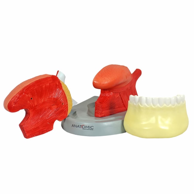 Língua Ampliada 3 Partes-f3134466-f381-4b3a-9229-4edd1d1080f1