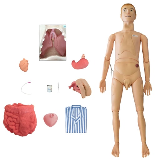 Manequim Adulto Bissexual com Órgãos Internos para Treino de Enfermagem