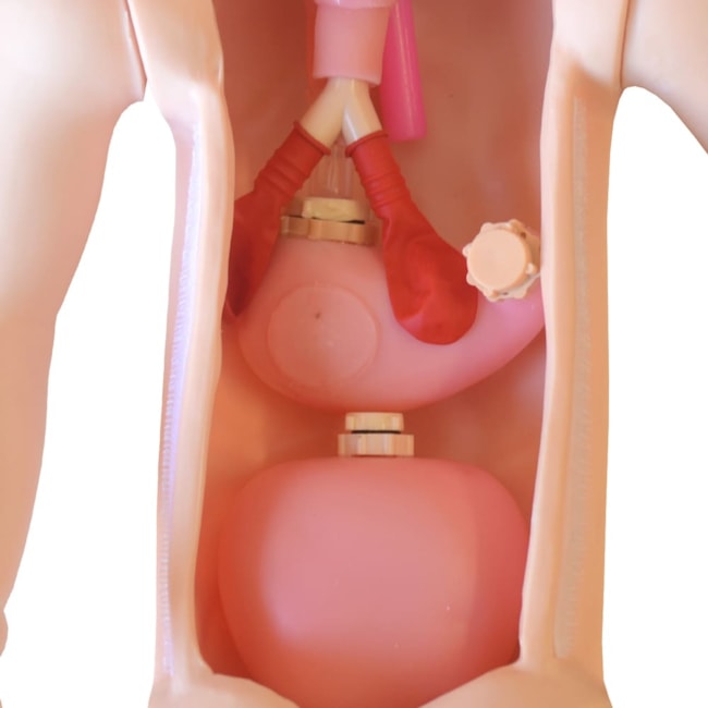 Manequim Bebê, Bissexual com Órgãos Internos Simulador para Treino de Enfermagem-32ede090-997c-4caf-b6d7-c56b9acedb21