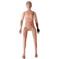 Manequim Bissexual com Órgãos Internos Simulador para Cuidados de Enfermagem e Trauma-36de3887-5b96-43dd-b373-37b595e3165f