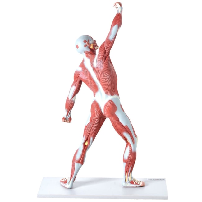 Manequim Muscular 50cm-8c7434ec-e412-41fb-9cb2-01f2c031f174