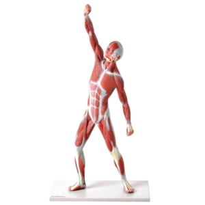 Manequim Muscular 50cm