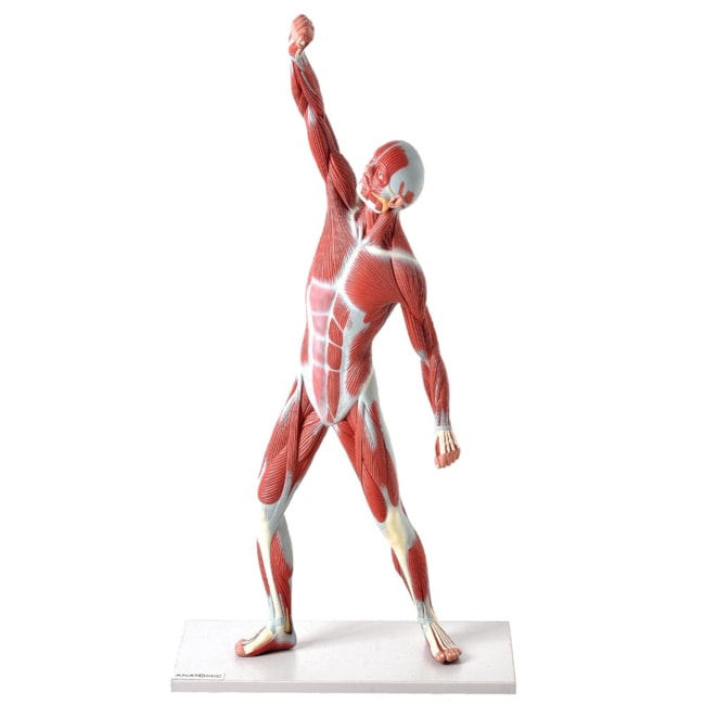 Manequim Muscular 50cm-72603417-5103-4ec1-be99-5a06376b79c3