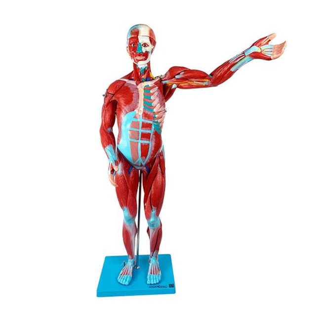 Manequim Muscular Assexuado 80 Cm Com Órgãos Internos 27 Partes-6b856958-f82e-4303-8228-ed5351781067