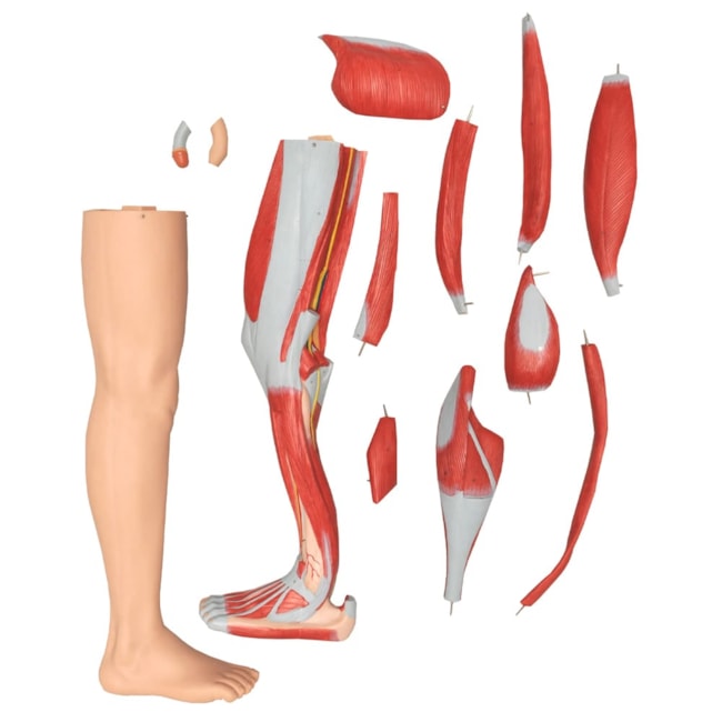 Manequim Muscular de 170 cm Masculino com Órgãos Internos 32 Partes-d16a2ee6-f0c7-47de-bc7e-826ed2215dd6
