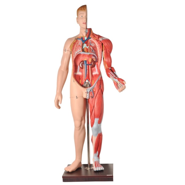 Manequim Muscular de 170 cm Masculino com Órgãos Internos 32 Partes-c81f7b1f-16af-42ab-9ff5-e22a72b48042