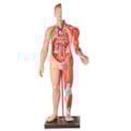 Manequim Muscular de 170 cm Masculino com Órgãos Internos 32 Partes-d330ddc6-1afd-44db-8862-2dad781e2d79