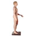 Manequim Muscular de 170 cm Masculino com Órgãos Internos 32 Partes-a64c5cc5-a2e8-48cd-87bf-506b98a41bf3