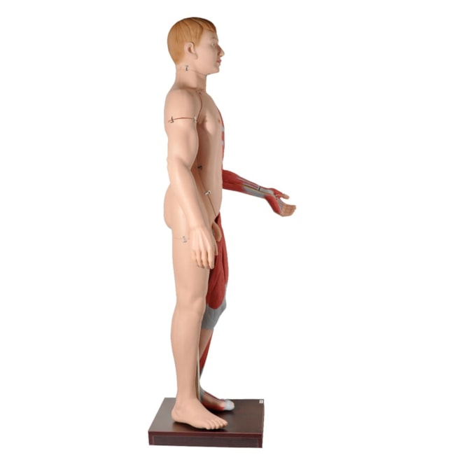 Manequim Muscular de 170 cm Masculino com Órgãos Internos 32 Partes-9fbc79d0-2fc6-438c-a62b-22c1a1873748