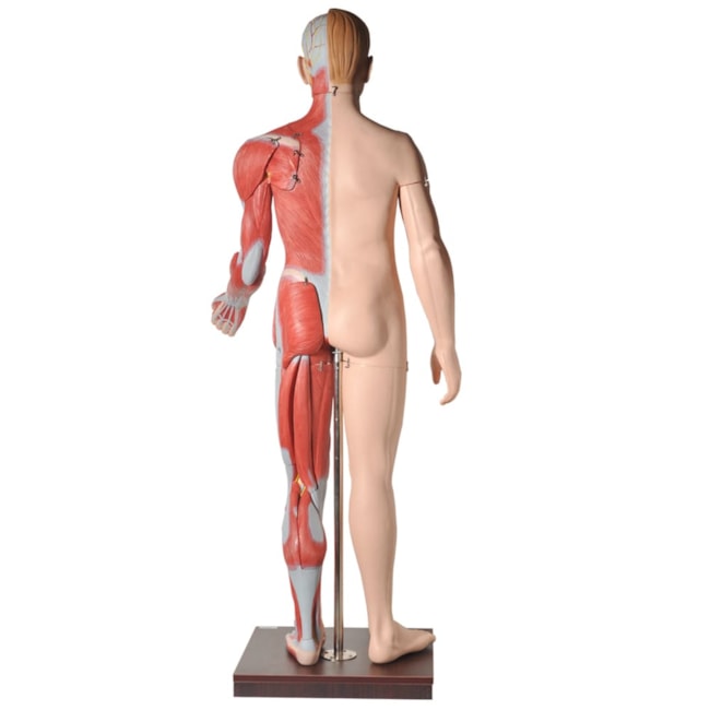 Manequim Muscular de 170 cm Masculino com Órgãos Internos 32 Partes-b8577b9a-fbab-43b9-a04e-c6c189fd5f3d