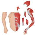 Manequim Muscular de 170 cm Masculino com Órgãos Internos 32 Partes-c995979f-a043-40c8-9a04-cbcdd197cfff
