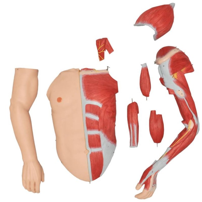 Manequim Muscular de 170 cm Masculino com Órgãos Internos 32 Partes-85817529-665d-4de2-908f-dbeefc1cdb27