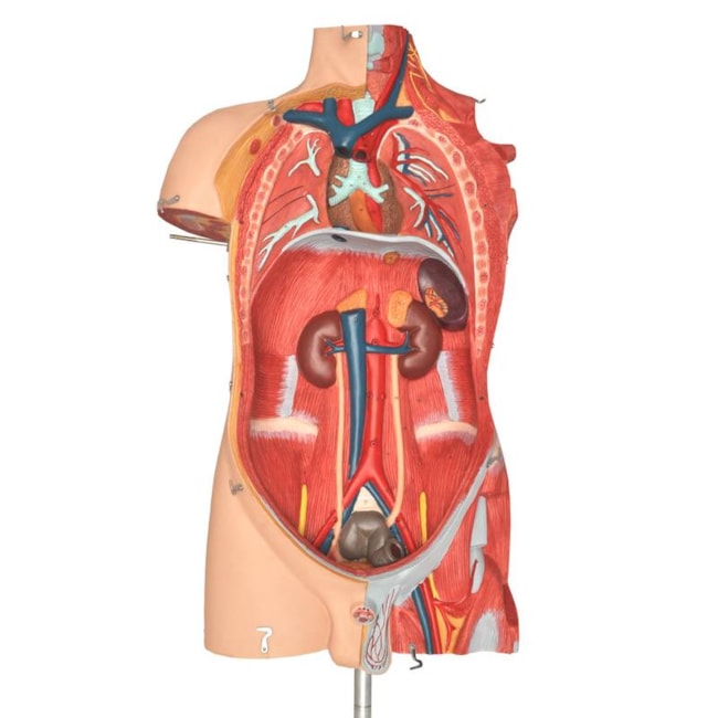 Manequim Muscular de 170 cm Masculino com Órgãos Internos 32 Partes-398057ba-5697-4369-bc64-aa3fd7cbe34a